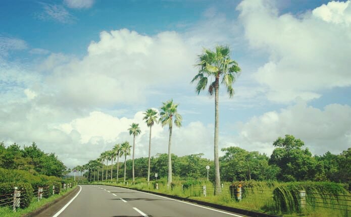 宮崎の南国を感じさせる道